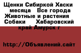 Щенки Сибиркой Хаски 2 месяца - Все города Животные и растения » Собаки   . Хабаровский край,Амурск г.